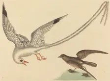 The Rice-bird (Emberiza oryzivora), published 1731-1743. Creator: Mark Catesby
