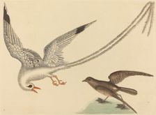 The Rice-bird (Emberiza oryzivora), published 1731-1743. Creator: Mark Catesby