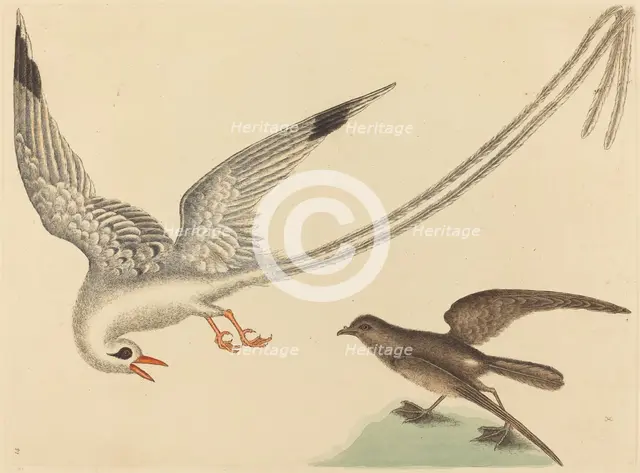 The Rice-bird (Emberiza oryzivora), published 1731-1743. Creator: Mark Catesby.