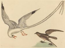 The Rice-bird (Emberiza oryzivora), published 1731-1743. Creator: Mark Catesby