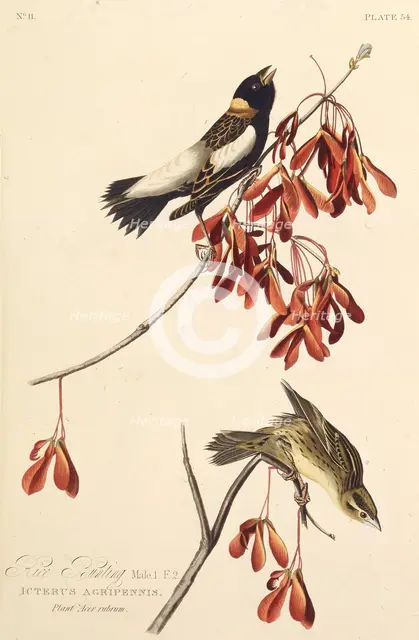 The Ricebird. From "The Birds of America", 1827-1838. Creator: Audubon, John James (1785-1851).