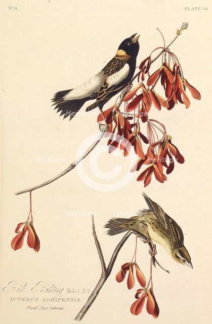 The Ricebird. From "The Birds of America", 1827-1838. Creator: Audubon, John James (1785-1851).