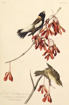 The Ricebird. From "The Birds of America", 1827-1838. Creator: Audubon, John James (1785-1851)