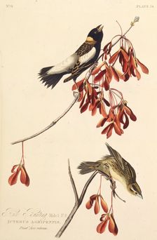 The Ricebird. From "The Birds of America", 1827-1838. Creator: Audubon, John James (1785-1851)