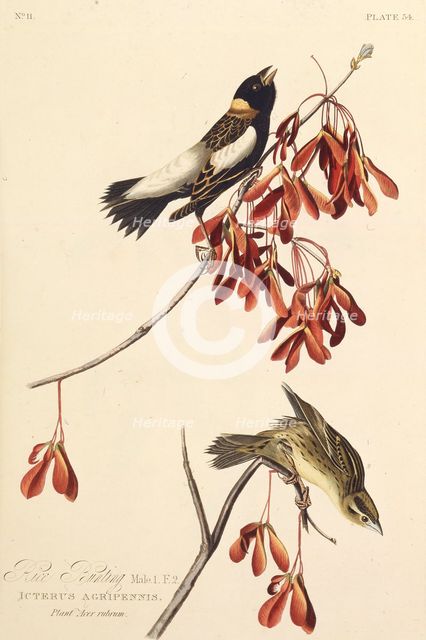 The Ricebird. From "The Birds of America", 1827-1838. Creator: Audubon, John James (1785-1851).