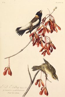 The Ricebird. From "The Birds of America", 1827-1838. Creator: Audubon, John James (1785-1851)