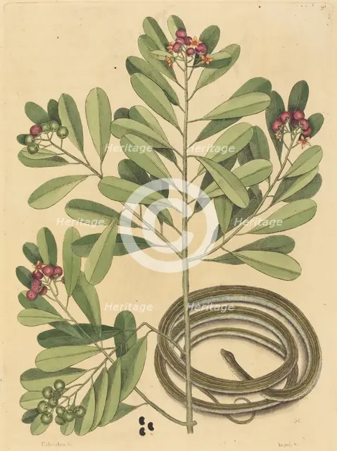 The Ribbon Snake (Coluber saurita), published 1731-1743. Creator: Mark Catesby.