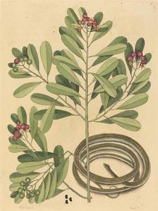 The Ribbon Snake (Coluber saurita), published 1731-1743. Creator: Mark Catesby