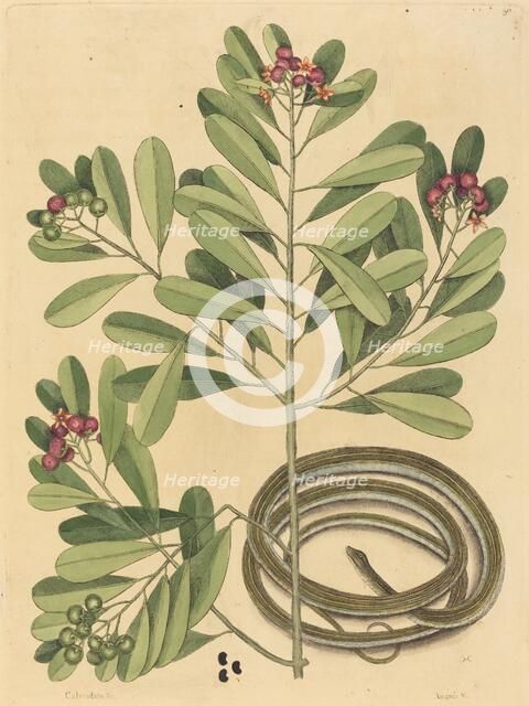 The Ribbon Snake (Coluber saurita), published 1731-1743. Creator: Mark Catesby.