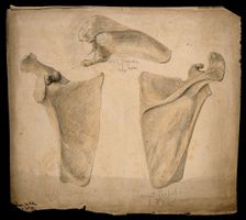 The right scapula: three figures, 1853. Creator: J.C. Whishaw