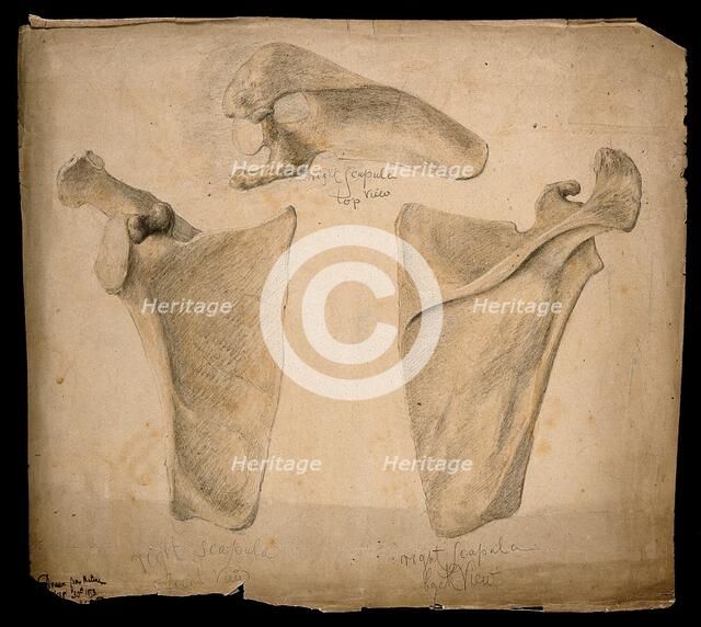The right scapula: three figures, 1853. Creator: J.C. Whishaw.