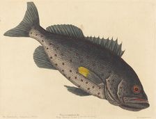 The Rock Fish (Perca venenosa), published 1754. Creator: Mark Catesby