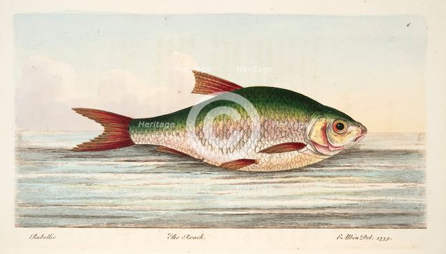 The Roach, from A Treatise on Fish and Fish-ponds, pub. 1832 (hand coloured engraving)