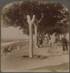 The Road to the Pyramids, Egypt 1896. Creator: Underwood & Underwood