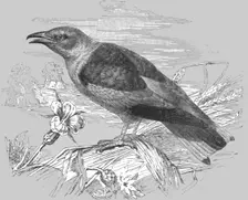 The Roller (Coracias garrula); A Bird nesting Expedition in a North African Swamp 1875. Creator: Unknown