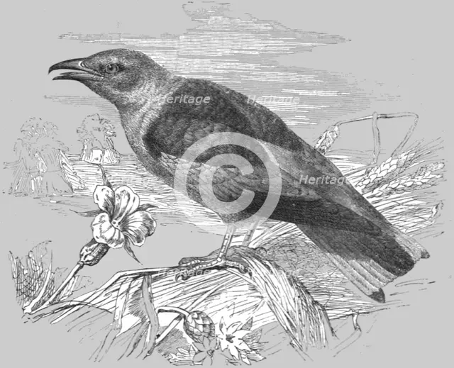 'The Roller (Coracias garrula); A Bird nesting Expedition in a North African Swamp', 1875. Creator: Unknown.