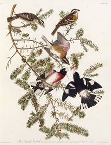 The rose-breasted grosbeak. From "The Birds of America", 1827-1838. Creator: Audubon, John James (1785-1851)