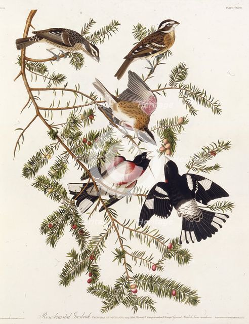 The rose-breasted grosbeak. From "The Birds of America", 1827-1838. Creator: Audubon, John James (1785-1851).