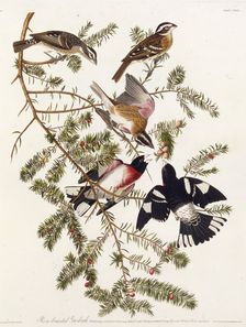The rose-breasted grosbeak. From "The Birds of America", 1827-1838. Creator: Audubon, John James (1785-1851)