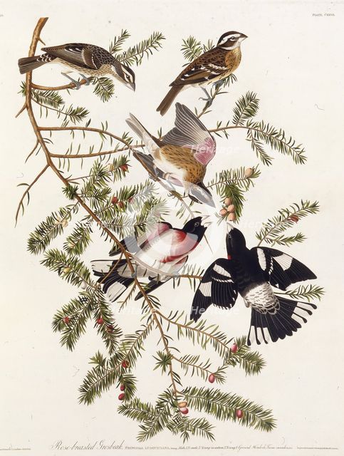 The rose-breasted grosbeak. From "The Birds of America", 1827-1838. Creator: Audubon, John James (1785-1851).