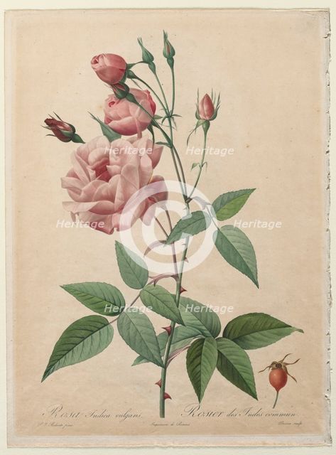 The Roses: China or Bengal Rose, 1817-1824. Creator: Henry Joseph Redouté (French, 1766-1853); Pierre-Joseph Redouté.