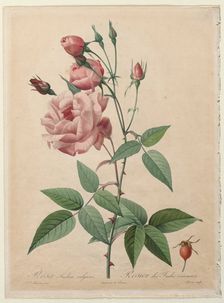 The Roses: China or Bengal Rose, 1817-1824. Creator: Henry Joseph Redouté (French, 1766-1853); Pierre-Joseph Redouté