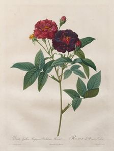 The Roses: Rosa Gallica Purpurea Velutina Parva, 1817-1824. Creator: Langlois (French); Pierre-Joseph Redouté (French, 1759-1840)