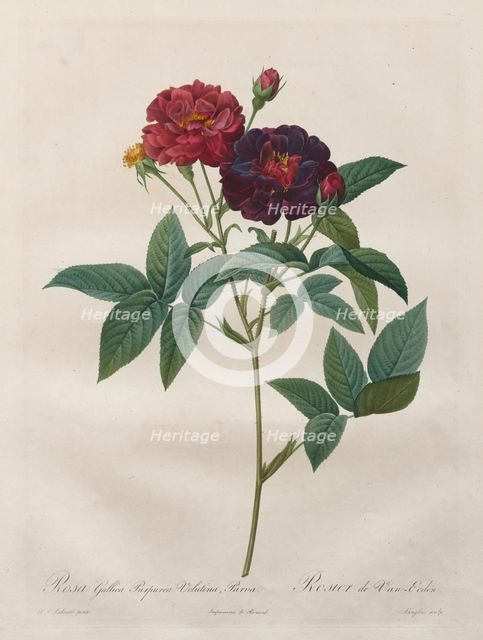 The Roses: Rosa Gallica Purpurea Velutina Parva, 1817-1824. Creator: Langlois (French); Pierre-Joseph Redouté (French, 1759-1840).