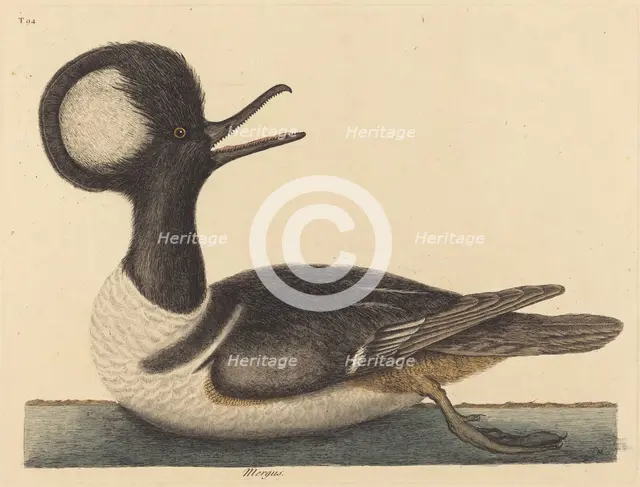 The Round Crested Duck (Mergus cucullatus), published 1731-1743. Creator: Mark Catesby.
