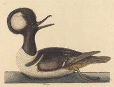 The Round Crested Duck (Mergus cucullatus), published 1731-1743. Creator: Mark Catesby
