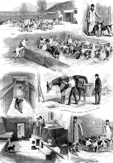 The Royal Buckhounds: sketches of the kennels at Ascot, 1880. Creator: Unknown.