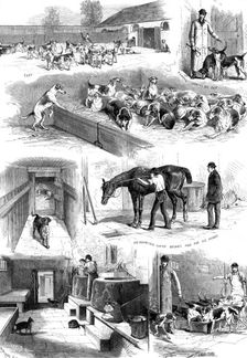 The Royal Buckhounds: sketches of the kennels at Ascot, 1880. Creator: Unknown