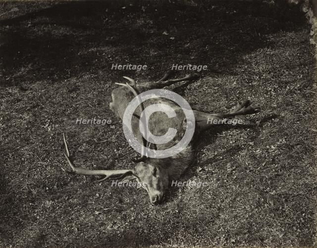 The Royal Stag, c. 1870. Creator: James Valentine (British, 1815-1880).