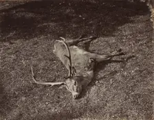 The Royal Stag, c. 1870. Creator: James Valentine (British, 1815-1880)