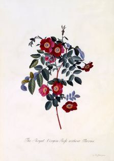 The Royal Virgin Rose without Thorns,c. 1745 (hand coloured engraving). Creator: "Georg Dionysius Ehret (1710 - 70); Ehret, Georg Dionysius (1710-1770)"