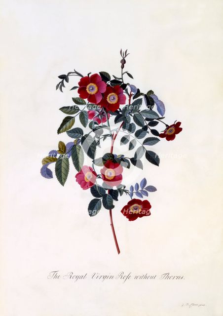 The Royal Virgin Rose without Thorns,c. 1745 (hand coloured engraving). Creator: "Georg Dionysius Ehret (1710 - 70); Ehret, Georg Dionysius (1710-1770)".
