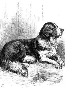The St. Bernard Dog Show: Bayard, the Champion Rough-Coated Dog, 1883. Creator: J. G.