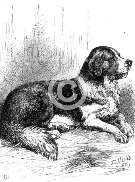 The St. Bernard Dog Show: Bayard, the Champion Rough-Coated Dog, 1883. Creator: J. G..