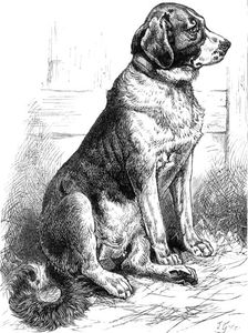 The St. Bernard Dog Show: Leila, the Champion Smooth-Coated Female, 1883. Creator: J. G.