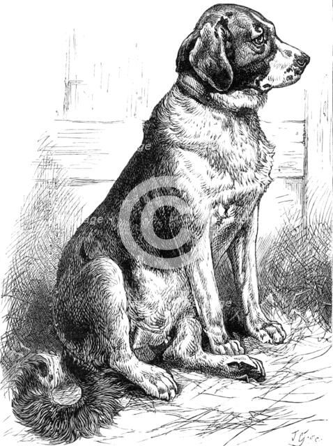 The St. Bernard Dog Show: Leila, the Champion Smooth-Coated Female, 1883. Creator: J. G..