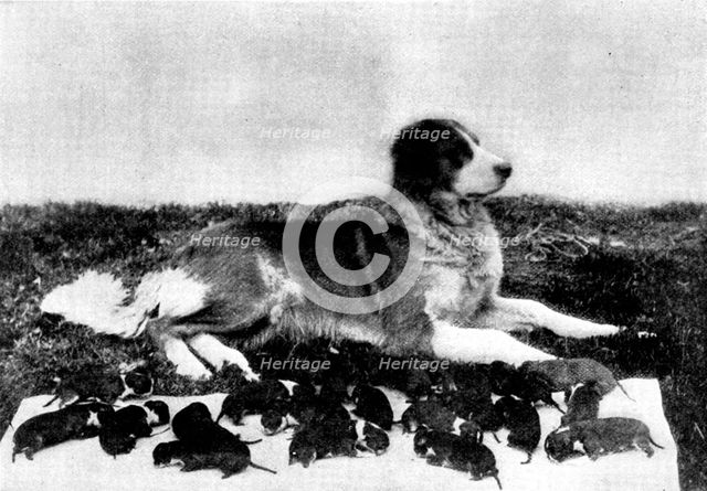 The St. Bernard, Lady Millard, and her litter of twenty-one pups, 1895. Creator: H. W. Harold.