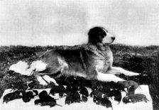 The St. Bernard, Lady Millard, and her litter of twenty-one pups, 1895. Creator: H. W. Harold