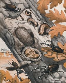 The Story of the Largest British Beetle 1935