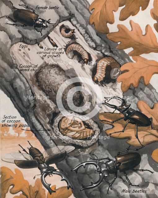 'The Story of the Largest British Beetle', 1935 . Artist: Unknown.