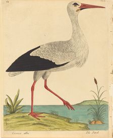 The Stork (Ciconia Alba), published 1731/1738. Creator: Eleazar Albin