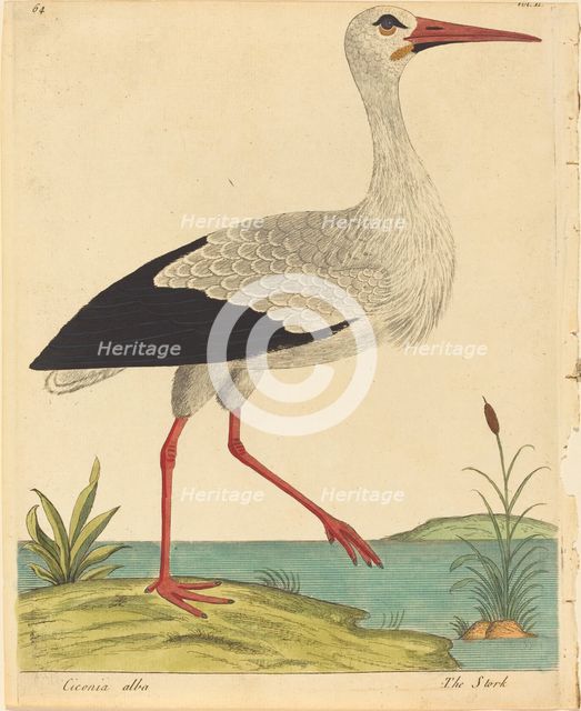The Stork (Ciconia Alba), published 1731/1738. Creator: Eleazar Albin.