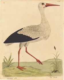 The Stork (Ciconia Alba), published 1731/1738. Creator: Eleazar Albin