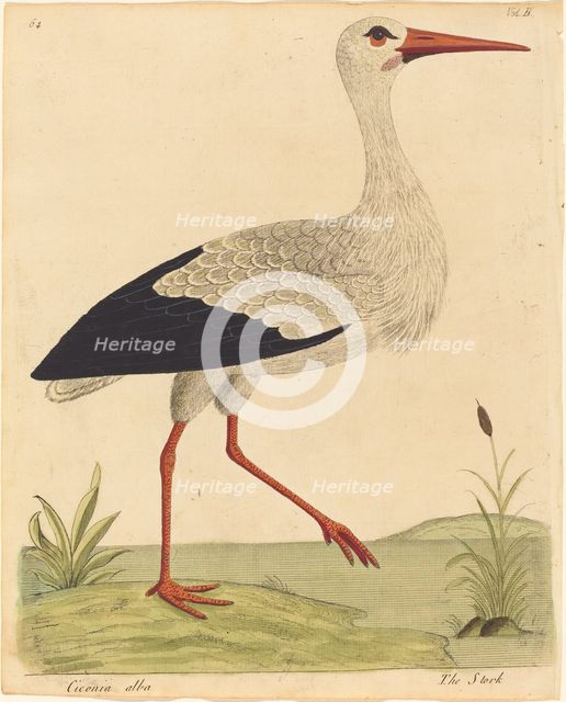 The Stork (Ciconia Alba), published 1731/1738. Creator: Eleazar Albin.