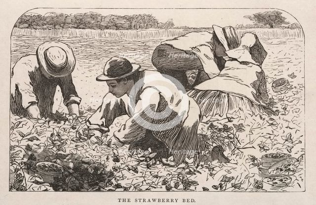 The Strawberry Bed, 1868. Creator: Winslow Homer (American, 1836-1910).