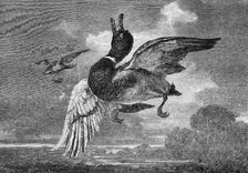 "The Stricken Mallard" - painted by George Lance - from the Exhibition of the British Institution, 1 Creator: Mason Jackson